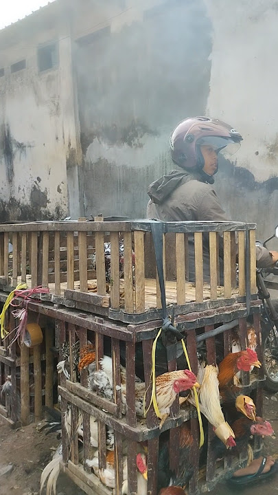 siap berangkat dn kirim kebanyuwangi#semogaselamatdnbarokah#dagangayampasarkalisat#shortsvidio