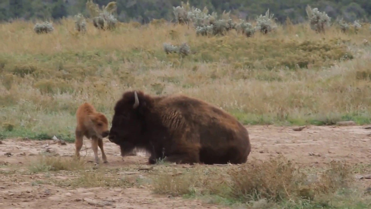 Female Bison with her very young wobbly calf on Zion Mountain Ranch