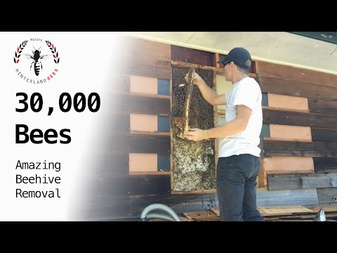 30,000 Bees - Amazing Beehive Removal