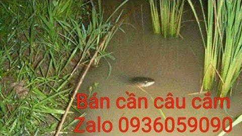 Bán cần câu cắm cá lóc bằng tre gai, bán cần câu cá lóc, zalo 0936059090, ship toàn quốc.