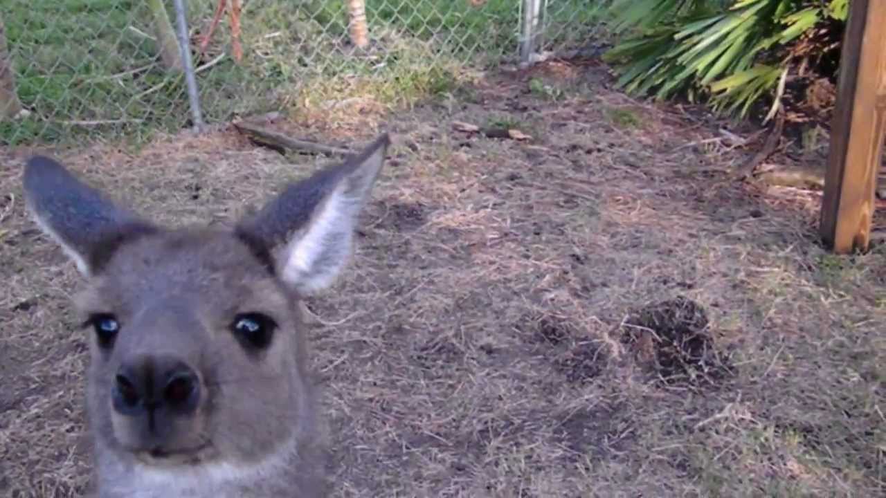 kickboxen DON'T KICK MOMMA!!