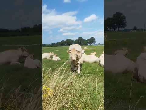 Ты кто такой? Мы тебя не звали! #коровка #теленок #природа #short #shorts #cow #nature