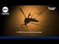 Micro: Life with Zika