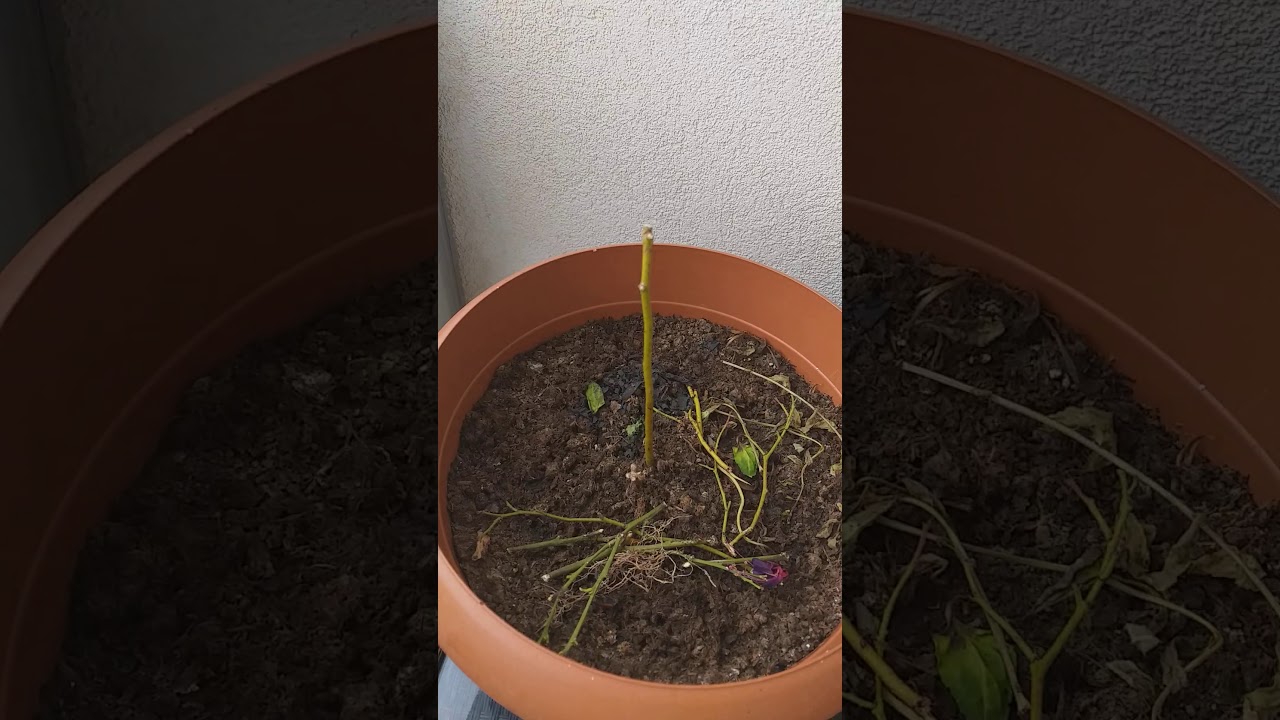 Kumkat ( kumkuat, kamkat ) Bakımı ve Hastalıklarının Tedavisi