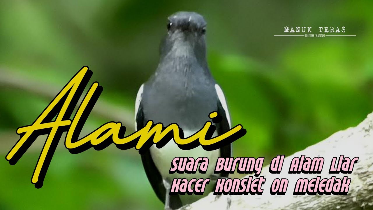 Pancingan Kacer Agar Emosi Langsung Buka Ekor