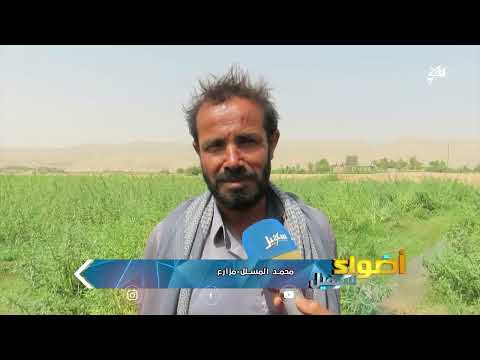 عودة زراعة السمسم في مأرب: دعم محلي وأصناف جديدة