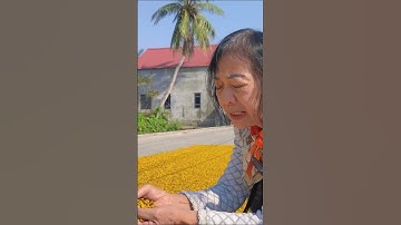 Vựa Cúc Chi | Sản Vật Đất Việt