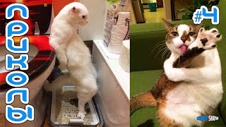 СМЕШНЫЕ КОТЫ И КОШКИ 2018 ЛУЧШИЕ ПРИКОЛЫ С КОТАМИ И ДРУГИМИ ЖИВОТНЫМИ 2018 #4