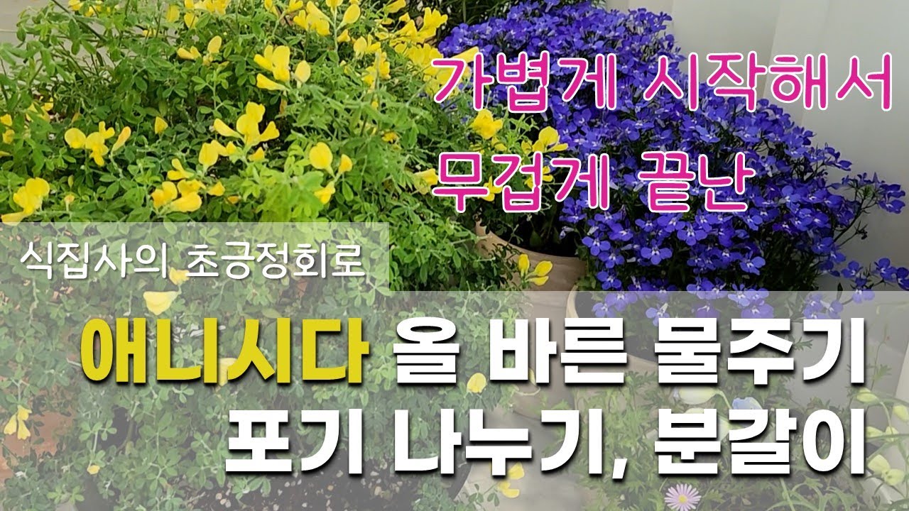 애니시다ㅣ물 그렇게 주면 다 죽어요ㅣ올바른물주기ㅣ분갈이ㅣ포기나누기ㅣ꽃이지면 해야 할 일 ㅣ매년 꽃 보는 법 scotch broom