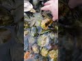 Cleaning leaves out of the waterfall. #pondmaintenance #cleanwithme #november