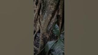 pohon akar seribu di situs pertapaan prabu Siliwangi di Rajagaluh Jawa Barat