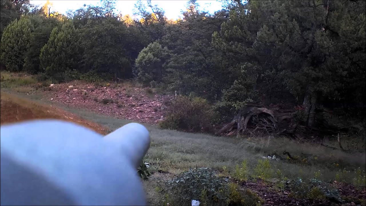 Arizona Gray Fox Hunt YouTube arizona-gray-fox-hunt-youtube