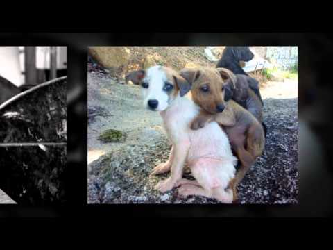 April 4 Stray Animals Day official video