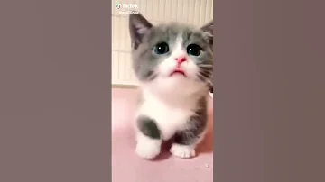 مياو مياو 