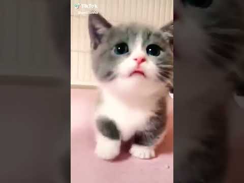 مياو مياو