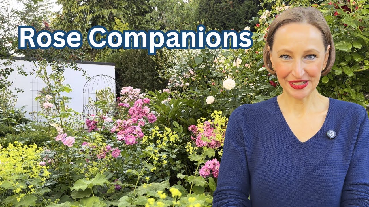 3 beautiful plants to grow next to your roses 🌹