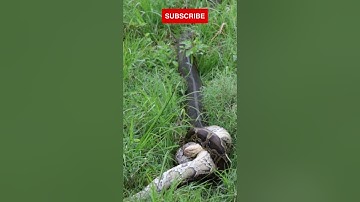 King Cobra Vs Python #snakevideo #snakefight #kingcobra #python