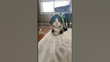 popipo popipo