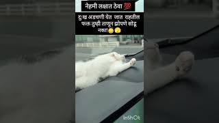 ताणून झोपणे सोडू नका #song #catnews #emostional #catworld #funny #Hindi song