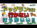 【犬 ドッグラン 】ドッグランには行かないほうがいい！犬のしつけエマチャンネル【犬のしつけ＠横浜】