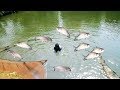 Best Cast Net Fishing Video In Fishing Village From a Project. Fishing Village