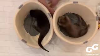 OTTER are AMAZING  |  Cutest Otter Moments