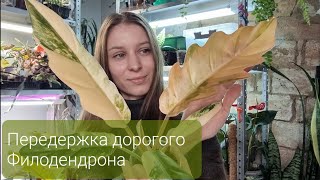 картинка: Черенкование филодендрона. Новинки, Пересадка. Самое дорогое растение