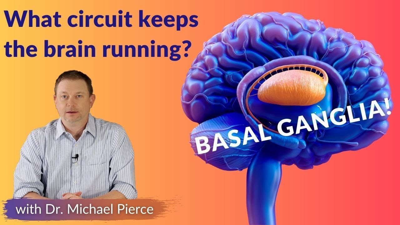 What circuit keeps the brain running? !! BASAL GANGLIA !!