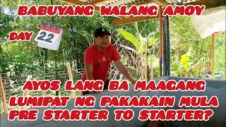 BABUYANG WALANG AMOY |DAY 22 ✅ MAGANDA BA KUNG MAAGANG LUMIPAT NG PAKAIN MULA PRE STARTER TO STARTER by KaBuddy Moko USAPANG BUSINESS 447 views 4 weeks ago 11 minutes, 4 seconds