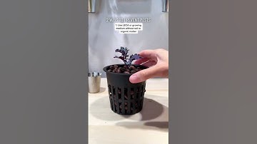 2 Ways to Prevent Pests