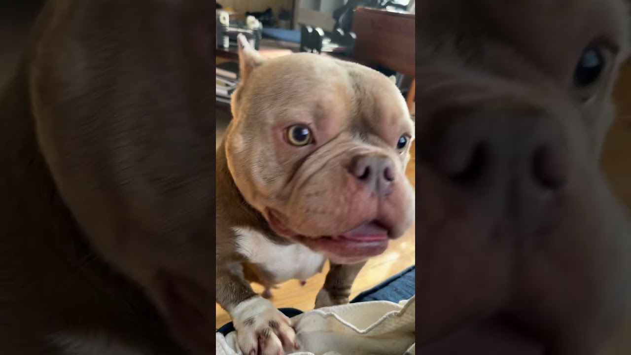 Strong female micro exotic bully.   Her name is Nia