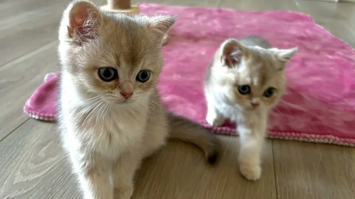 Video 11502901: british shorthair kittens, meet british shorthair, british shorthair family
