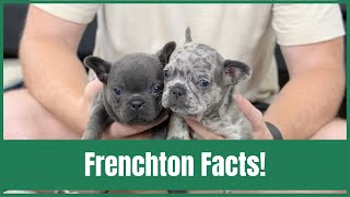 Frenchton Facts