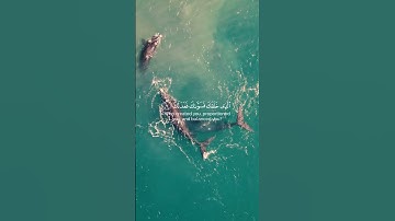 قرأن كريم ♥️ #قرآن #تلاوة_خاشعة #راحة_نفسية #تلاوة_هادئة #تلاوات #حالات #قران_كريم