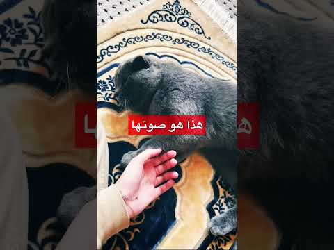 اصوات بالانترنت سمعتوها ولكن ما تعرفوا معناها