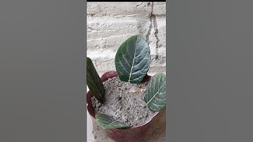 How To Grow Jackfruit From Jackfruit Leaves Using Aloe Vera Hormone || Best Natural Rooting Hormone