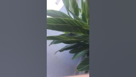 Vizinhos filmam momento em que aeronave de pequeno porte cai na Zona Norte de São Paulo