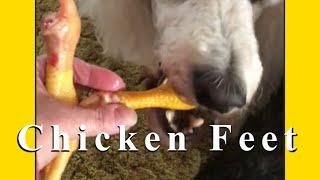 Lucas & Lacey Get Raw Chicken Feet | Standard Poodle Owner by Standard Poodle Owner 513 views 4 years ago 5 minutes, 23 seconds