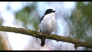 A Male Pied Flycatcher Singing In The Uk