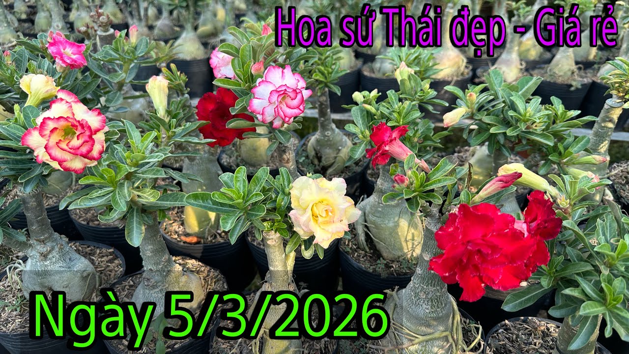Ngày 5/3 - Lô hoa sứ Thái đẹp - giống mới - giá rẻ ☎️ 0867.915.218 Trung Lê 