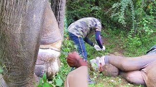 Snare made the Elephant suffer with deep cut wound, sympathetic people were there to save his life