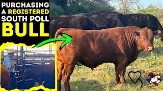 Purchasing A Registered South Poll Bull | Regenerative Ranching