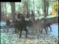 Capture de la vidéo Dead Appearances In Bewitched Video