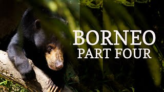 Wild and the Like, Episode 23 – Borneo, Part 4