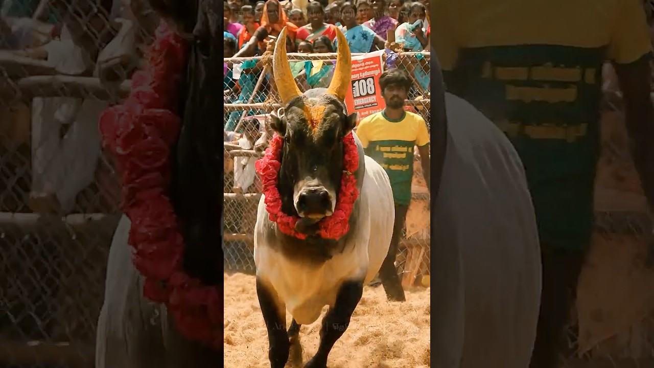 JalliKattu Dhoni  