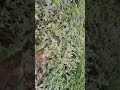 DCS company Jigna Variety of Watermelon