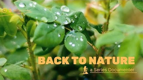 Rain Sound and Rainforest Animals Sound - Relaxing Sleep Meditation  Clips