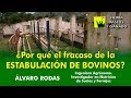 Muchas respuestas a una sola pregunta: ¿Por qué el fracaso de la Estabulación de Bovinos?