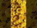 background lofi that isn't distracting #lofi #backgroundmusic #calm