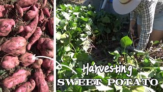 Harvesting huge sweet potato from raised beds, but here is why we aren't eating them | IBC dangers